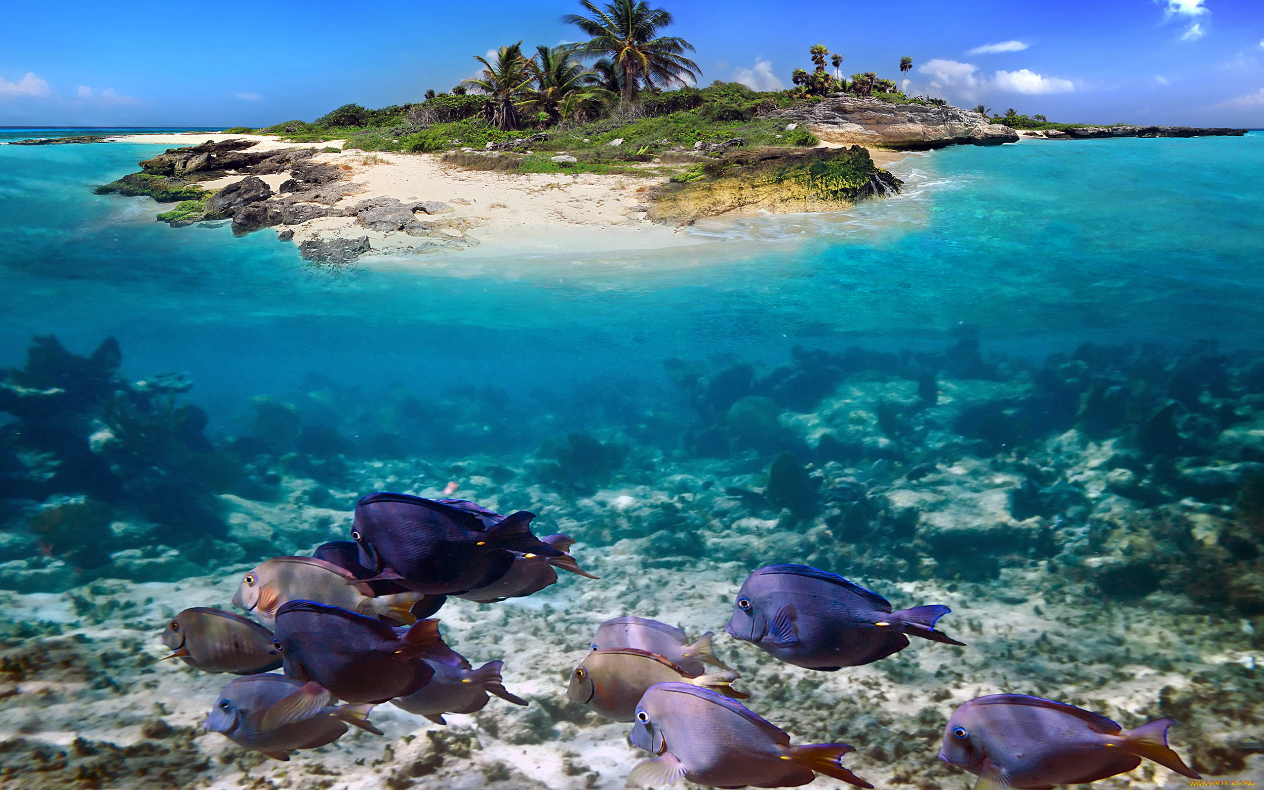 Жизнь в океане сконцентрирована на мелководье. Симиланские острова. Симиланские острова подводный мир. Коралловые рифы Карибского моря. Карибское море голубая Лагуна.